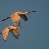 kolpik bily - Platalea leucorodia - Eurasian Spoonbill 4007